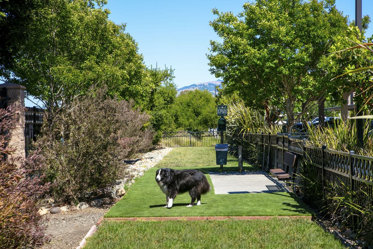 Fiori Estates Rohnert Park Ca 17 of 26