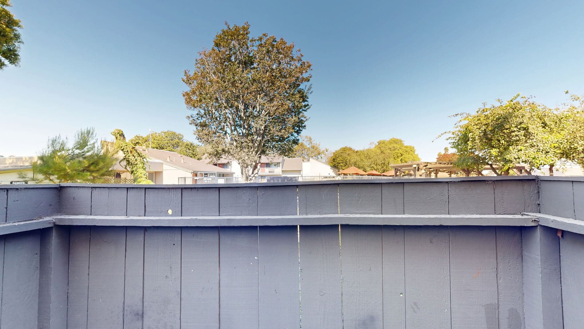 Laurel Tree 3 of 5