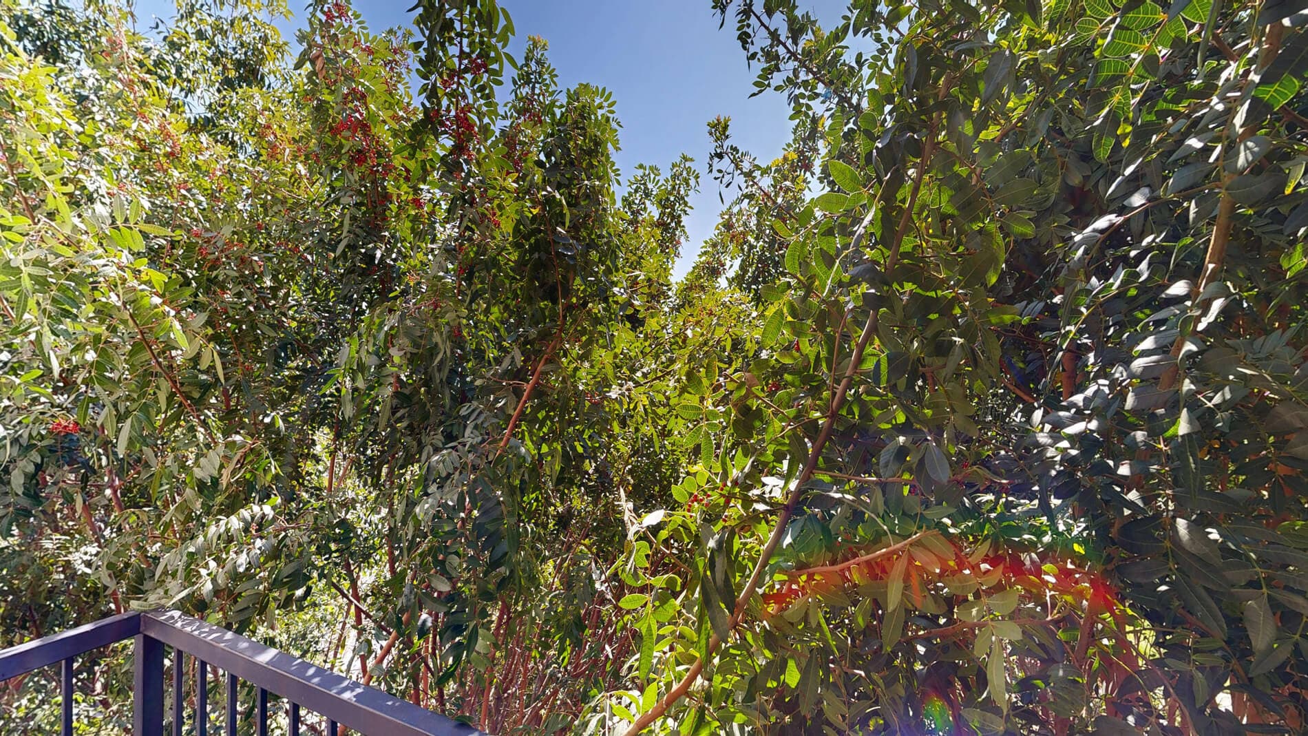 Verano at Rancho Cucamonga Town Square 3 of 5