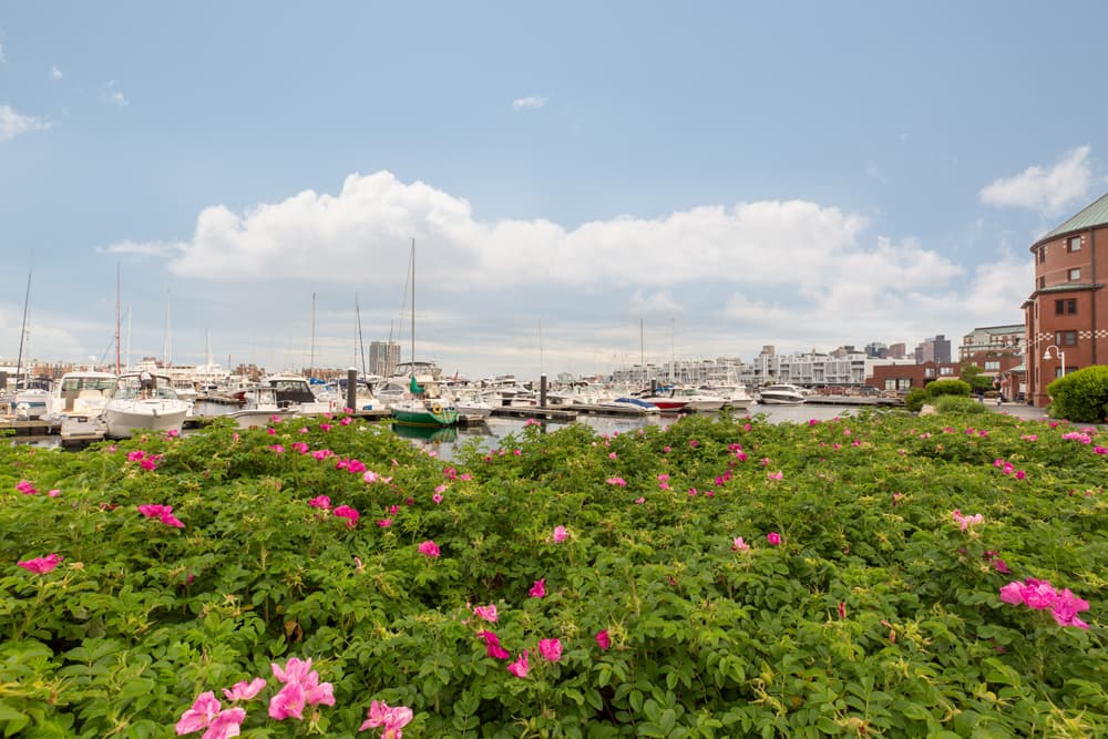 Harborview at the Navy Yard 29 of 40