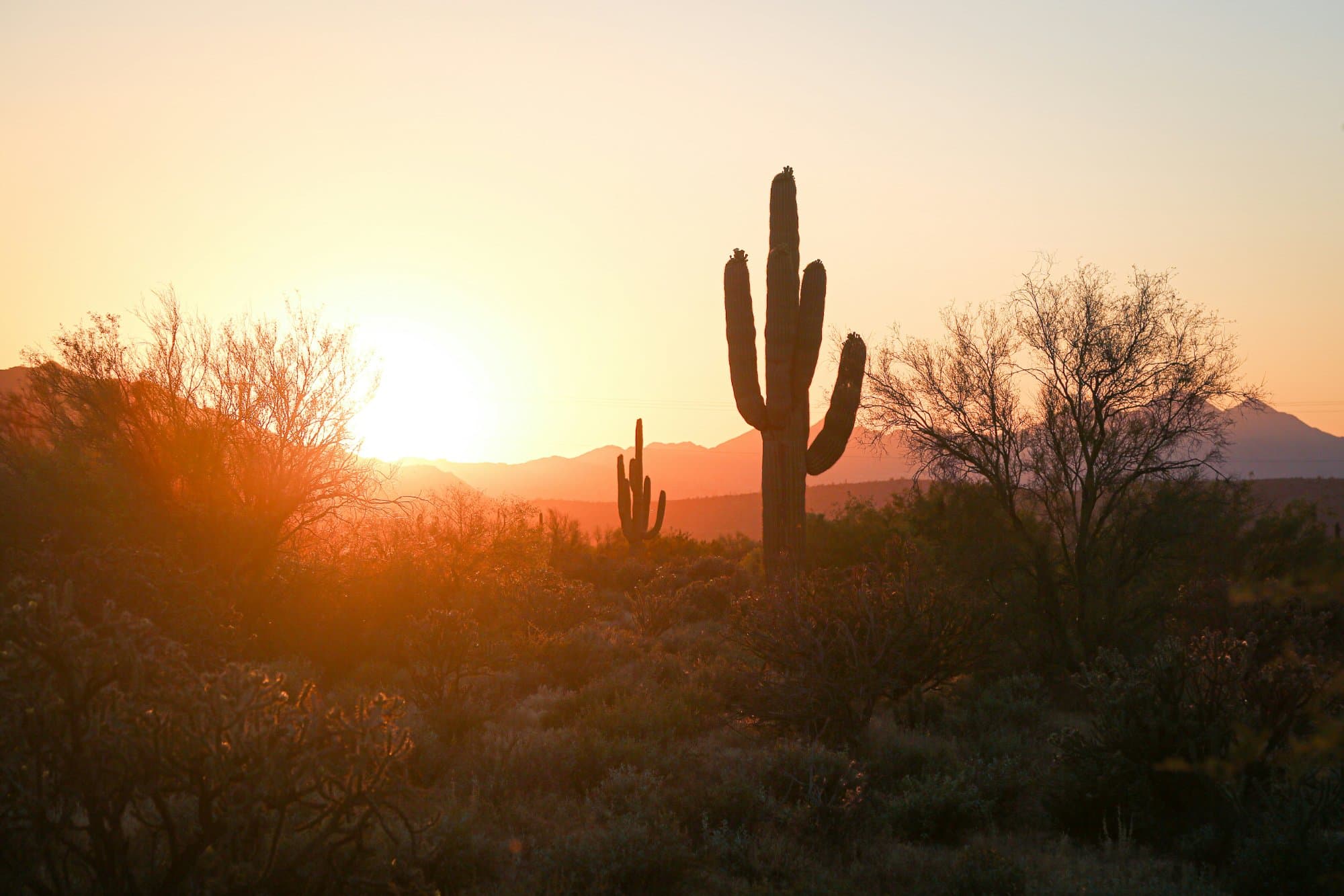The Phoenix Metro: A Renter's Orientation